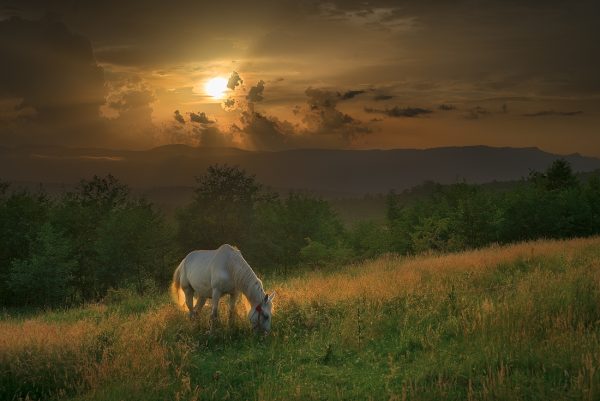 3 Carpathian Horse